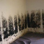 Mold-Removal-Puyallup